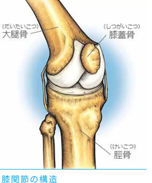 膝関節の構造