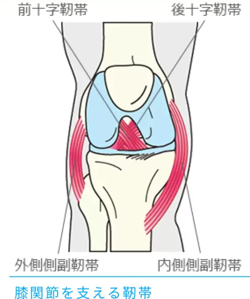 膝関節を支える靭帯