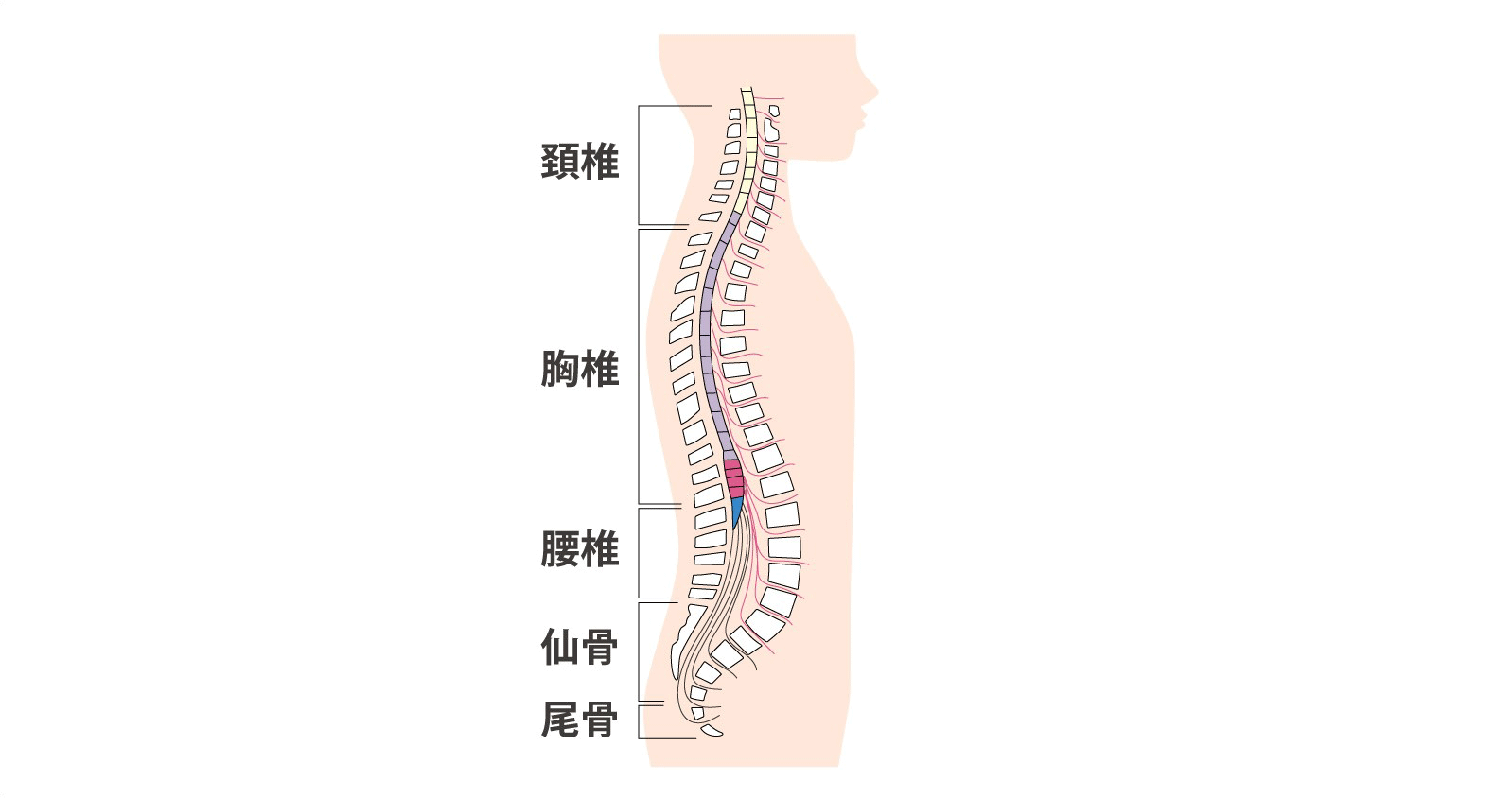 脊椎のイラスト