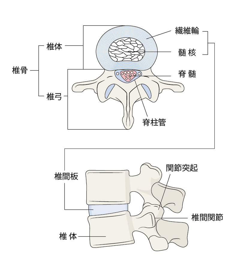 椎間板の仕組みのイラスト