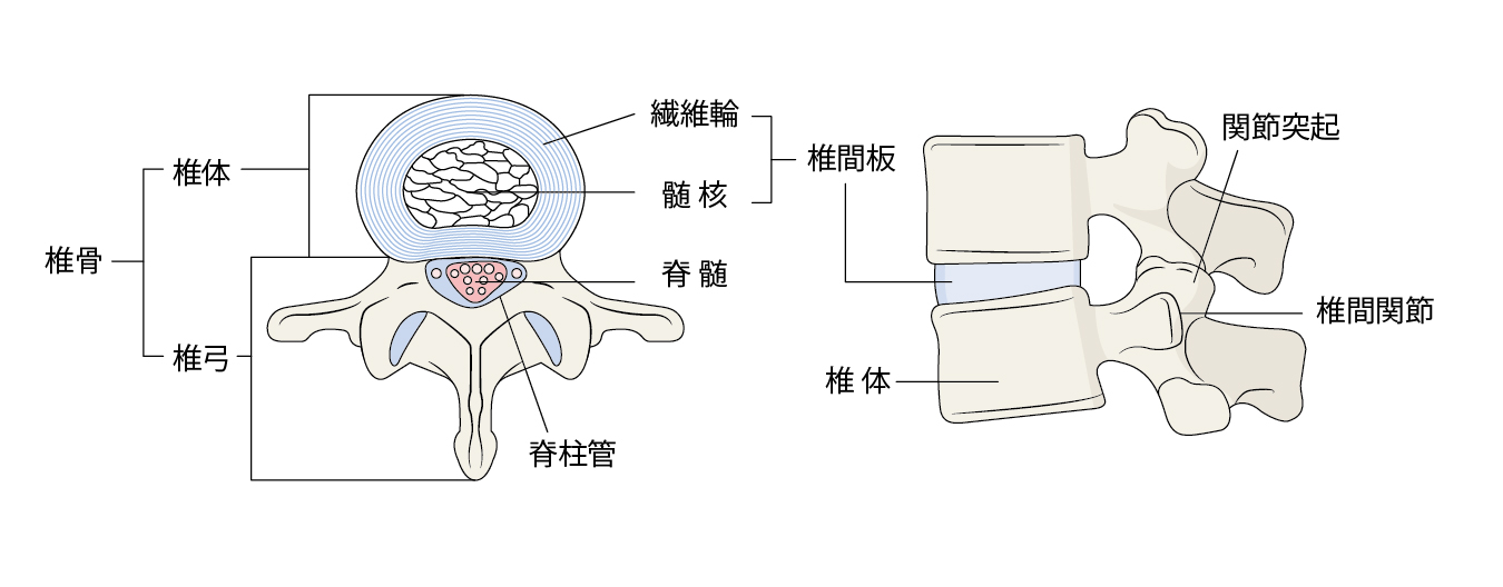 椎間板の仕組みのイラスト