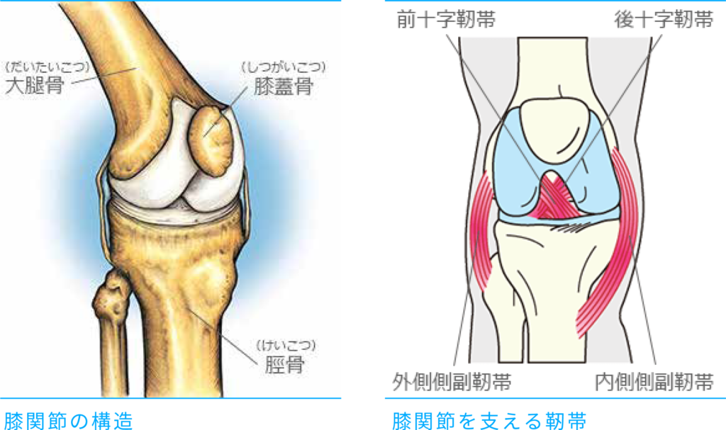 関節 橈骨 手 根