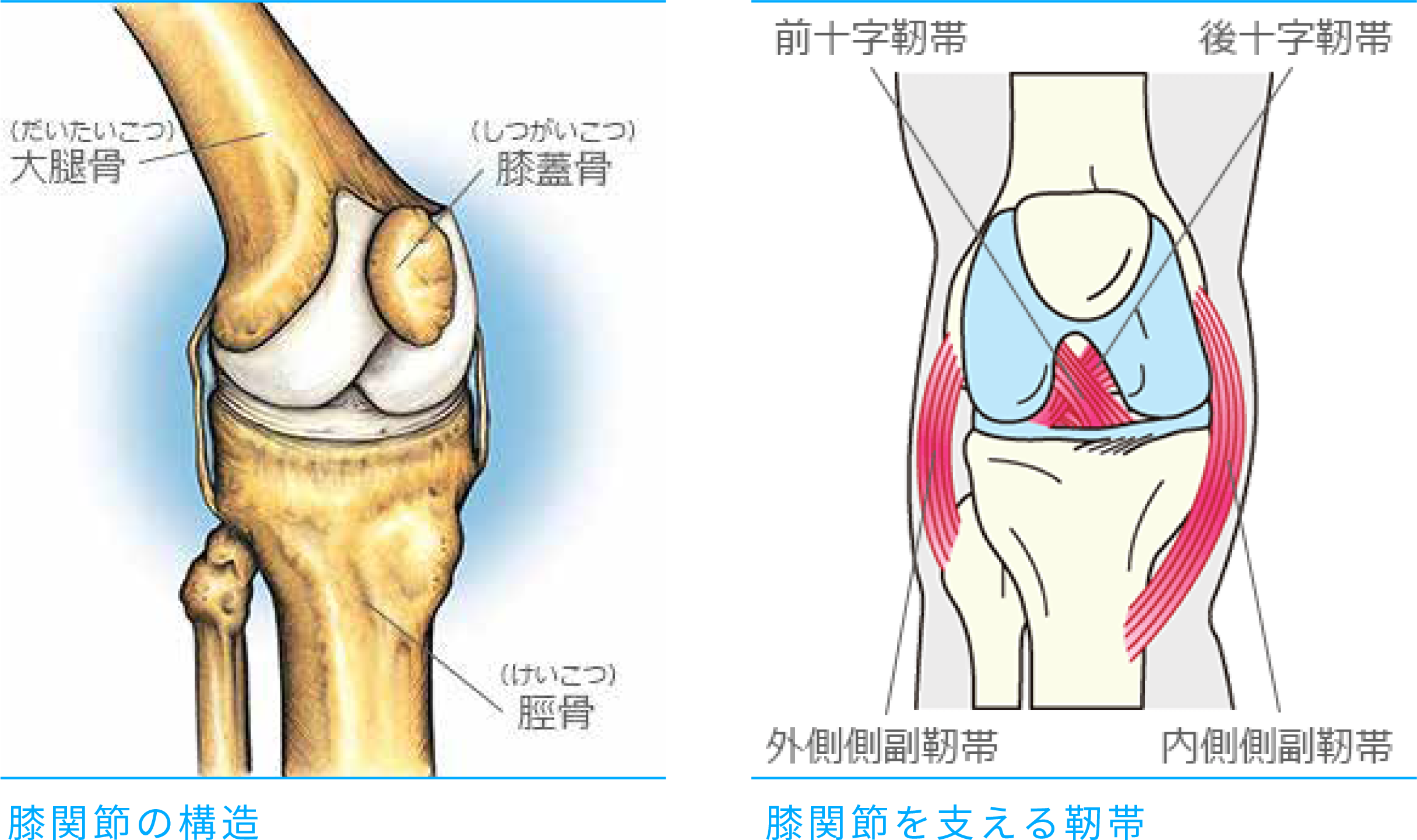 膝関節 人工関節と脊椎手術なら横浜町田関節脊椎病院